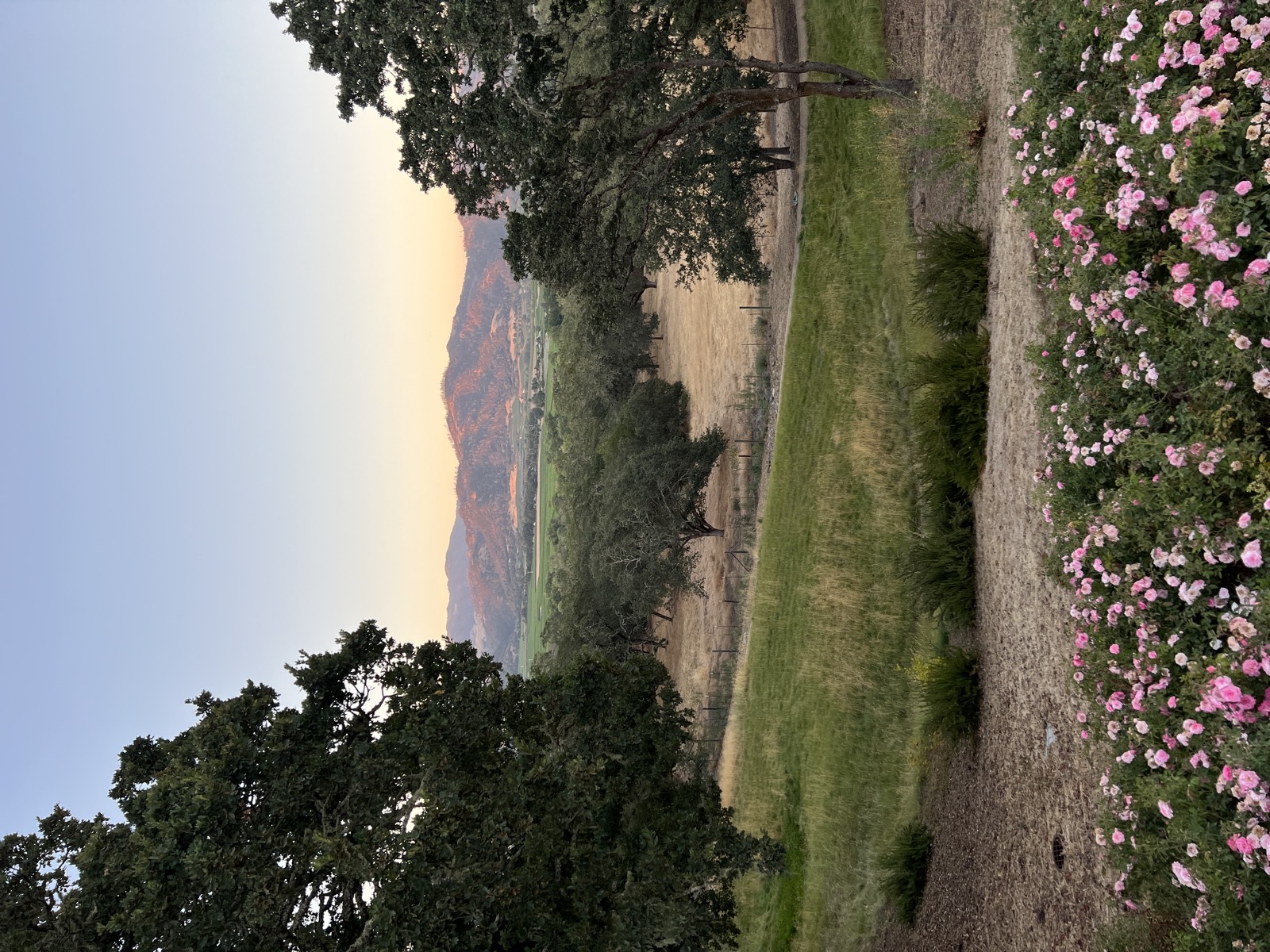 Sunset over rolling hills with roses in foreground